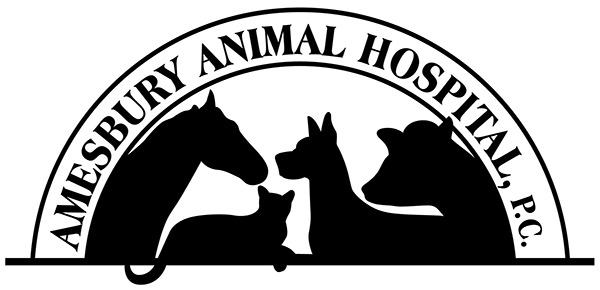 logo amesbury animal hospital 600